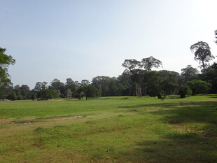 开阔草地与远处树林景观