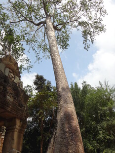 古老建筑旁的参天大树