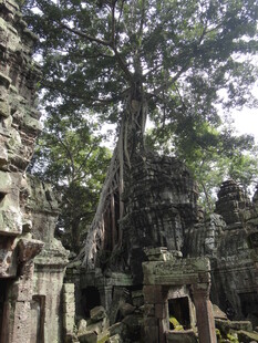 塔布笼寺 古树缠绕的古老建筑