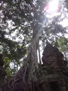 古树下的神秘古老建筑