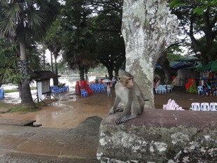 越南公园树下休闲场景