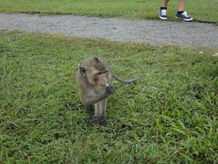 越南草地上的猴子