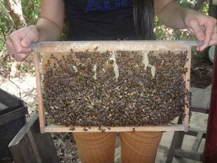 手持蜂箱的养蜂场景