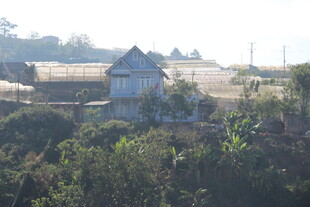 乡村景致中的房屋与绿植