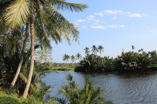 越南热带河畔风光