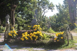 越南林间黄花绽放的自然景致