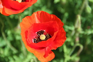 鲜艳红花绽放于绿野