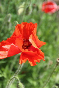 鲜艳红花绽放于绿野