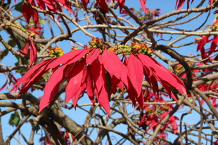 艳丽红花绽放枝头