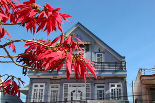 红枫映衬下的古朴房屋