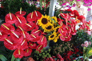 多彩花卉绽放美丽瞬间