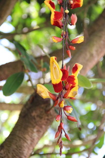 艳丽多彩的垂吊花卉