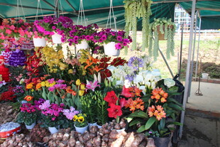 多彩花卉摆满摊位