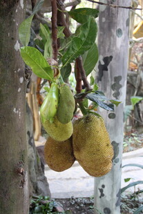 越南树上挂着的饱满木瓜