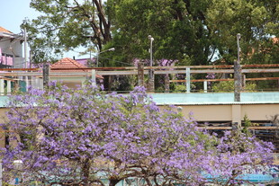 越南盛开的紫花树与背景建筑