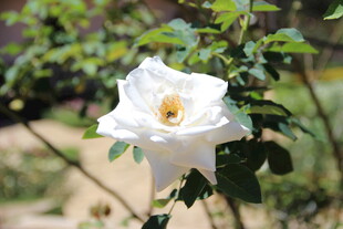 越南洁白绽放的单朵月季花