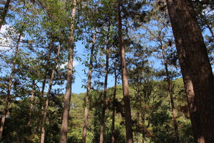 越南茂密森林中的高大树木