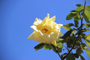 越南蓝天下的黄色娇艳月季花