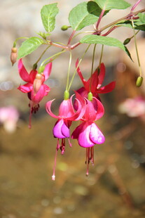 越南娇艳倒挂金钟花