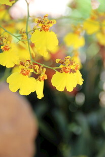 越南黄色文心兰绽放