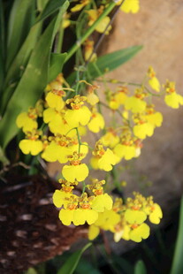 越南黄色小花绽放生机