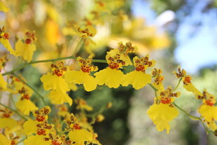 金黄文心兰绽放枝头