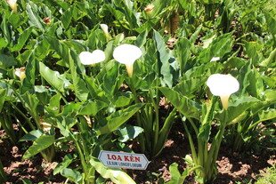 越南白色花卉植物展示