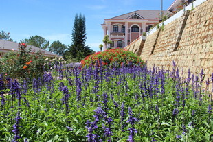 越南墙边紫花丛与远处建筑