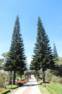 越南林间小道旁的高大松树