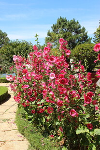 花园中绽放的艳丽花丛