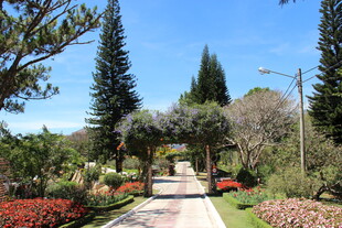 越南美丽园林中的清幽小径