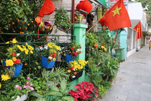 越南街道旁色彩缤纷的花卉景观