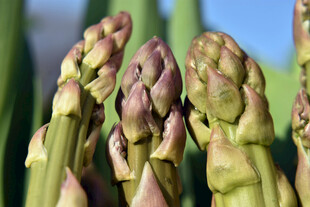 芦笋