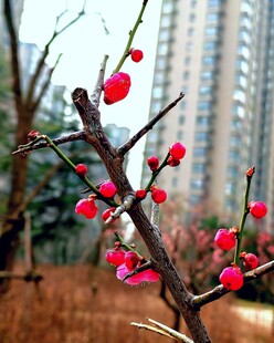 枝头红梅艳