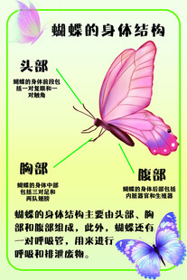蝴蝶的身体结构