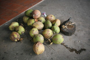 越南地上堆放的椰子