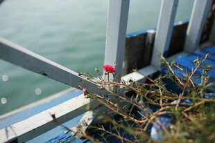 越南海边栏杆上的植物与红物