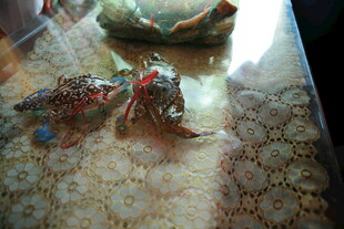 越南两只彩色螃蟹趴在桌上