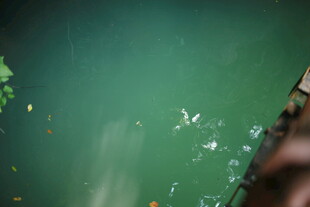 越南水下世界的多彩浮游生物