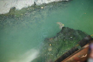 越南船边清澈海水中的神秘景象