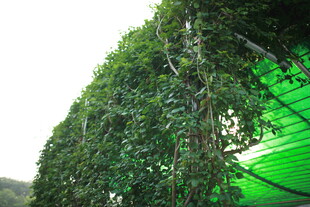 越南绿叶缠绕拱形绿植景观