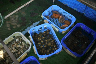 越南多彩海鲜装于塑料容器中