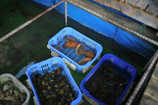 越南海鲜水产装于蓝色容器中