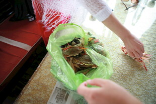 越南手捧网兜中的螃蟹