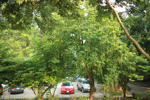 越南绿树成荫下的停车场景