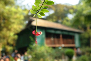 越南绿叶间的红果与古朴小屋