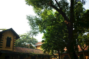 越南绿树环绕的古朴建筑