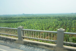 越南公路旁的葱郁农田景观