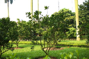 越南绿意盎然的园林景观