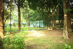 越南林间小道 静谧自然景致